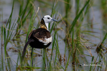 A Beautiful Pheasant Tailed Jacana - image #473333 gratis